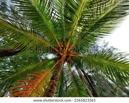 coconut tree, one of tripical tree