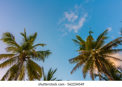 6,860 Coconut Tree Over Blue Sky Stock Photos, Images & Photography ...