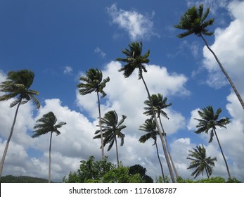 Coconut Tree Of The Ross Island, India.