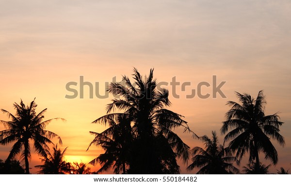 Coconut Tree Shadow Evening Sky Stock Photo (Edit Now) 550184482