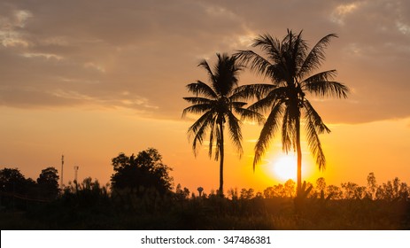 The coconut tree silhouette on sunset