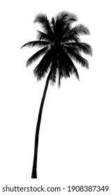 Coconut Tree Silhouette On White Background