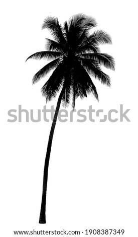 coconut tree silhouette on white background