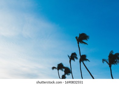 Coconut Tree Sillhouette With Blue Sky Background