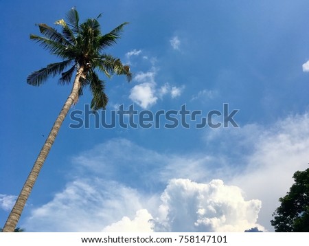 coconut tree with the sky