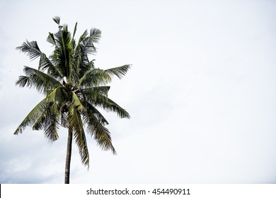 253 Coconut trees standing alone Images, Stock Photos & Vectors ...