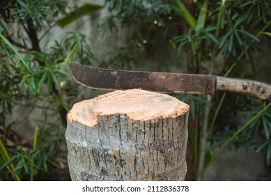 A Coconut Tree Stomp With A Lodged Bolo Knife. A Recently Fallen Coconut Tree.
