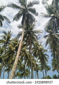 Coconut Tree Are Taller Than Palm Tree