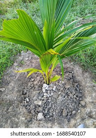 Coconut Tree. This Is Baby Coconut Tree