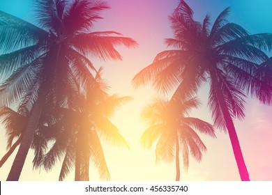 coconut tree at tropical coast,made with Vintage Tones,Warm tones

