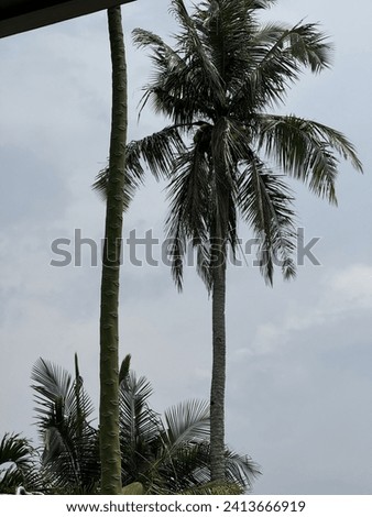 The coconut tree is upholding