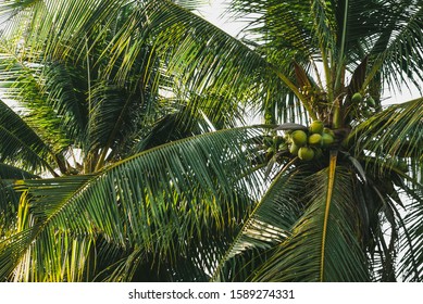 coconut tree,Cocos nucifera isolate on white background