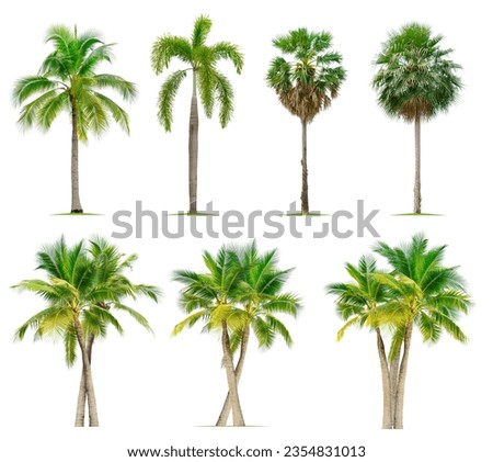 Coconut tree,Foxtail palm tree and Palmyra palm tree isolated on white background.