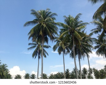 Coconut trees along the beach.