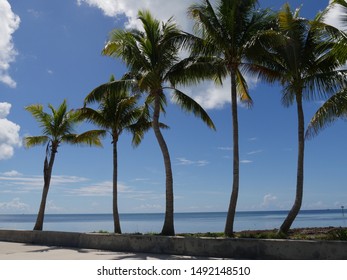 Coconut Trees Along The Beach At S Roosevelt Boulevard, Key West, Florida.