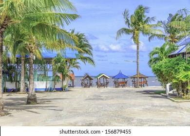 Coconut trees and the beach.