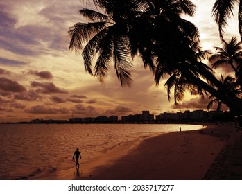 Coconut Trees In Pajuçara Beach. Maceió, Alagoas, Brazil, Feb 2016