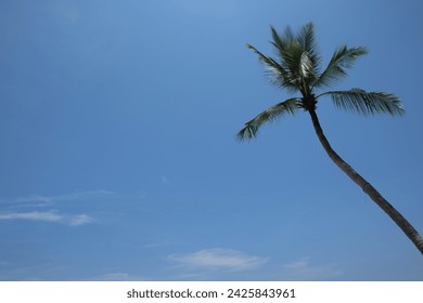 Coconut trees, beautiful tropical background