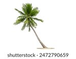  Coconut trees blowing in the sea  isolated  on white background, beach coconut tree in the summer, 