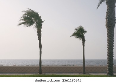 Coconut trees blown by the wind, with the calm sea in the distance