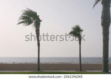 Coconut trees blown by the wind, with the calm sea in the distance