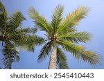 coconut trees and blue cloudy sky. Worms eye view.