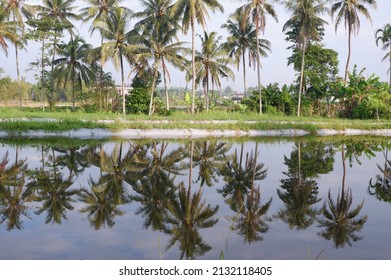 297 Pohon kelapa Images, Stock Photos & Vectors | Shutterstock