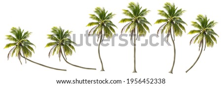 Similar – Image, Stock Photo Coconut palm trees swaying under the sunny Miami sky