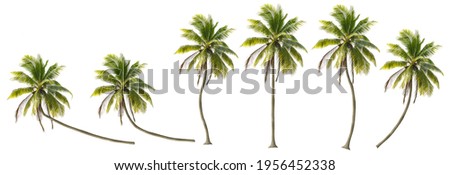 Coconut trees in different stems, Isolated on white background