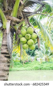 Coconut trees in the garden.
