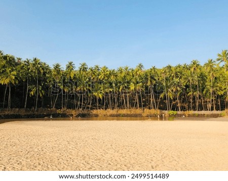 Coconut trees landscape view in beach