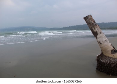 Coconut Trees On The Mentawai Island Coast In The Indian Ocean Boundary In 2019.