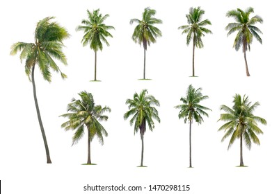 coconut trees on white background