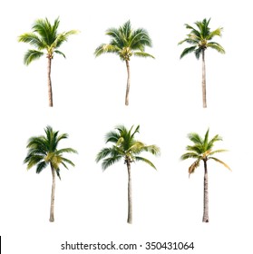 Coconut Tree Images Stock Photos Vectors Shutterstock