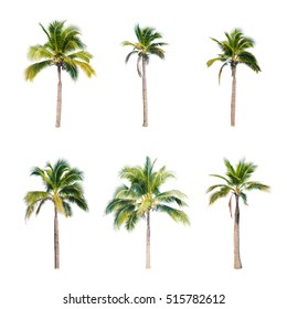 194,805 Coconut tree white background Images, Stock Photos & Vectors ...