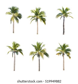 Coconut Trees On White Background