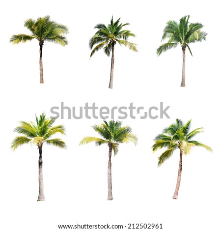 coconut trees on white background 