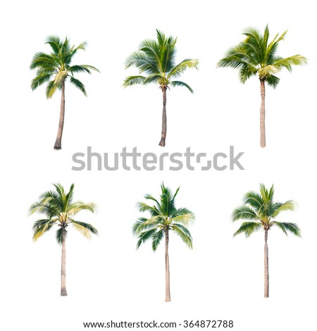 coconut trees on white background 