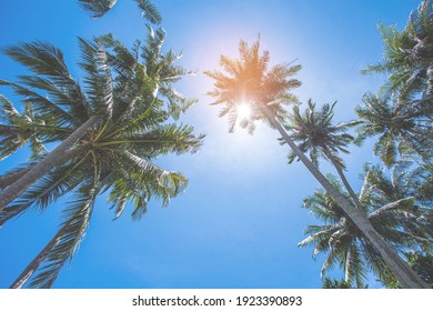 coconut trees over clear sky on day noon light.