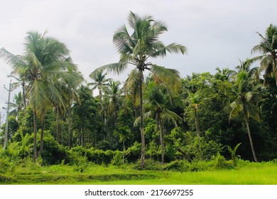 Coconut Trees And Paddy Filed Nature Image