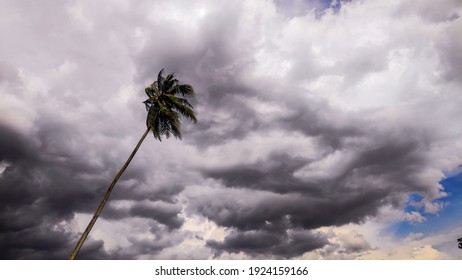 Coconut Trees Prepare For The Coming Storm With Overcast Clouds 