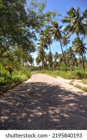 Coconut Trees In The Road