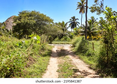 Coconut Trees In The Road