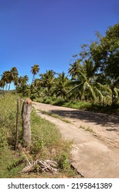 Coconut Trees In The Road