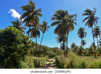 Coconut Trees In The Road