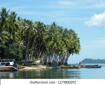 The Coconut Trees In A Small Island In Mentawai, West Sumatra, Indonesia