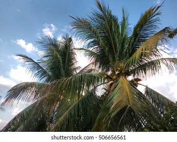 Coconut Trees In Te Late Afternoon