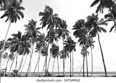 Coconut trees at tropical beach. Black and white photography. - Shutterstock ID 547249963