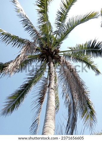 Coconut is a versatile tree for tropical communities. People can use almost all of its parts.
