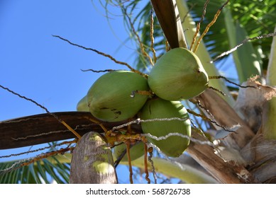 coconuts